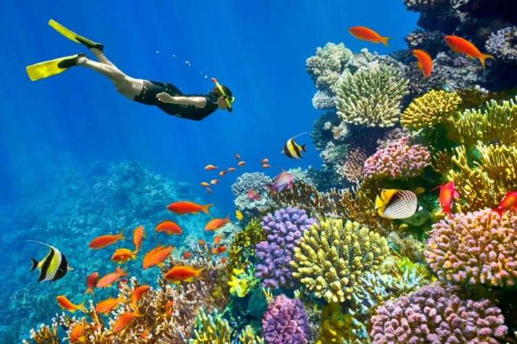 Boat Trip & Snorkeling In Sharm El Sheikh